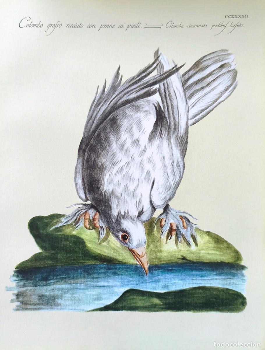 Kunst: L&aacute;mina Aves Paloma. L&aacute;minas p&aacute;jaros 28x21 cms.