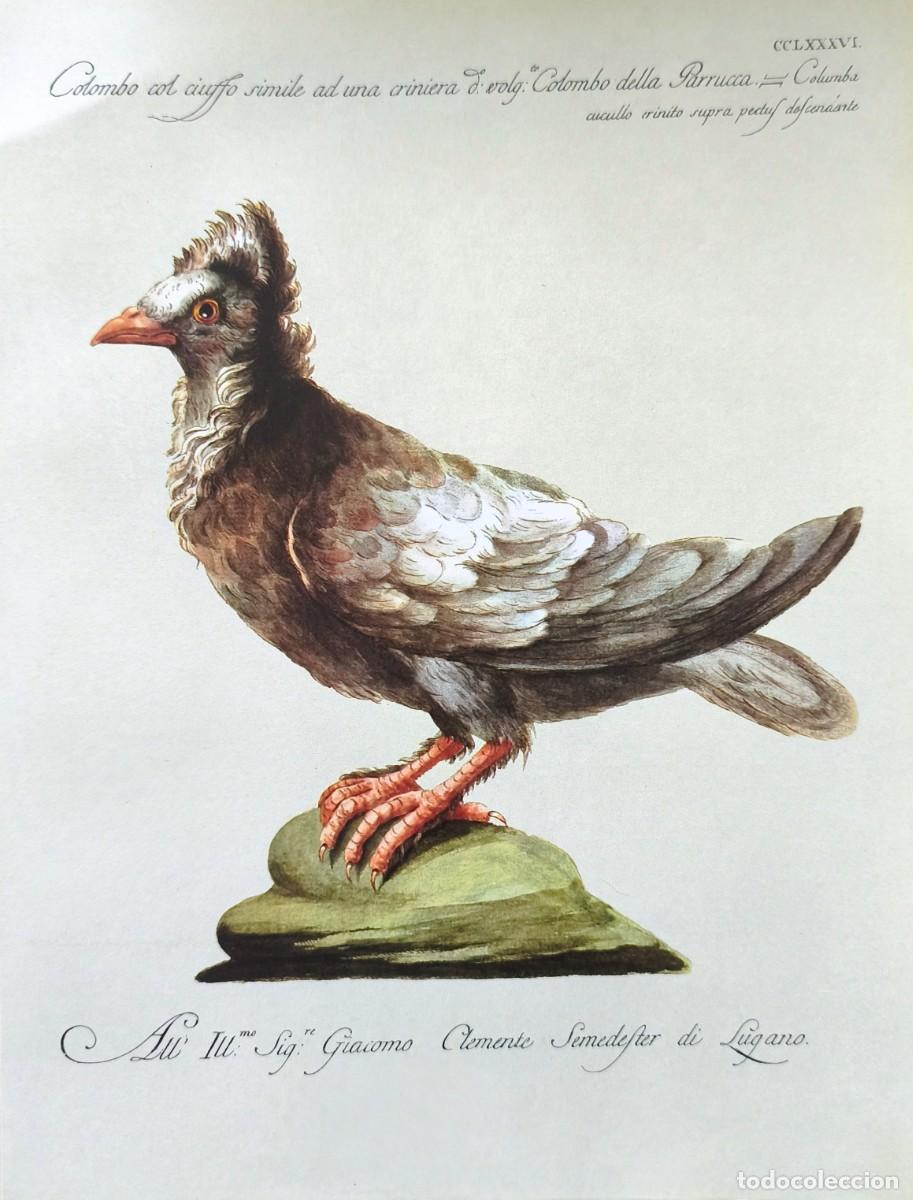 Kunst: L&aacute;mina Aves Paloma. L&aacute;minas p&aacute;jaros 28x21 cms.