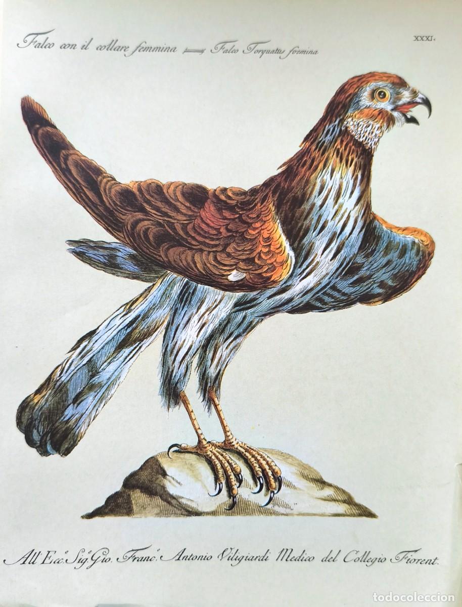 Kunst: L&aacute;mina Aves Halc&oacute;n. L&aacute;minas p&aacute;jaros 28x21 cms.