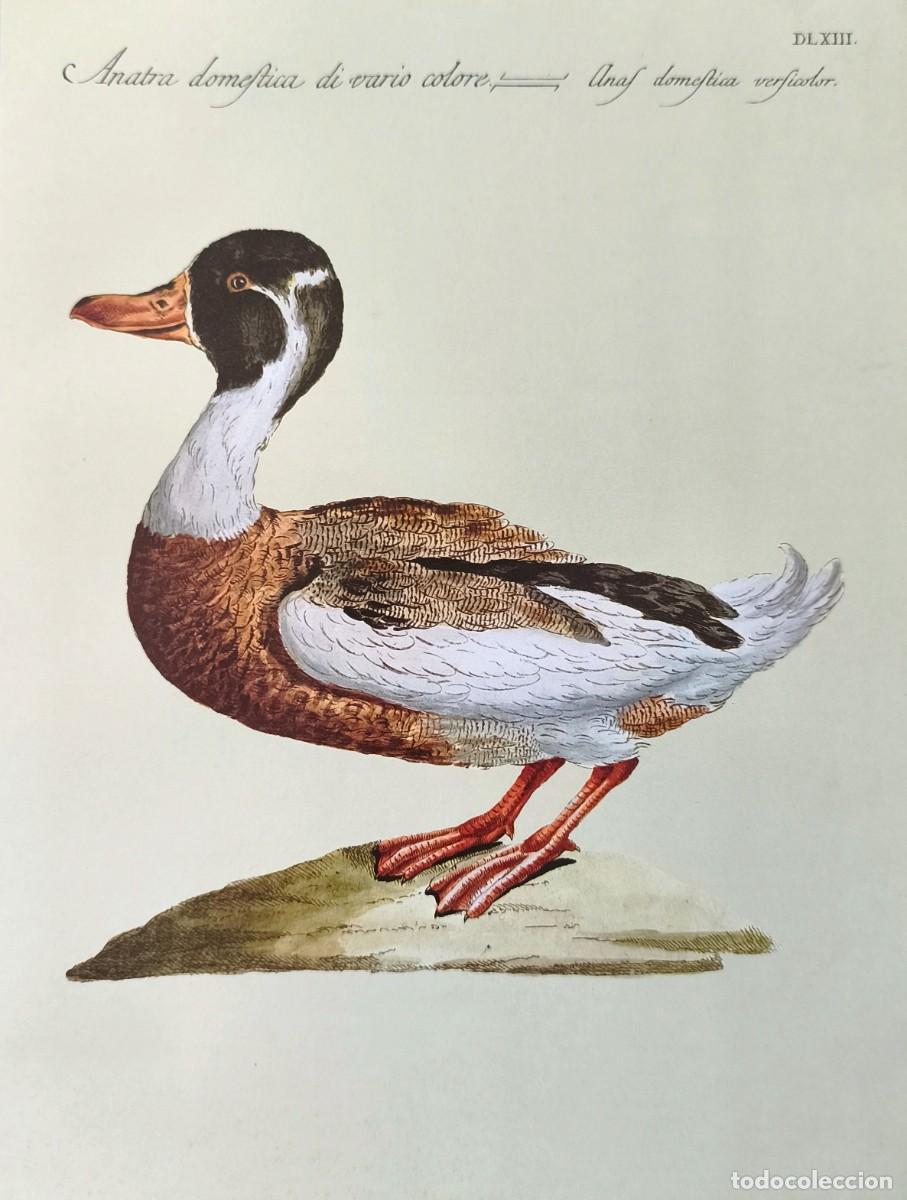 Arte: L&aacute;mina Aves Pato. L&aacute;minas p&aacute;jaros 28x21 cms.