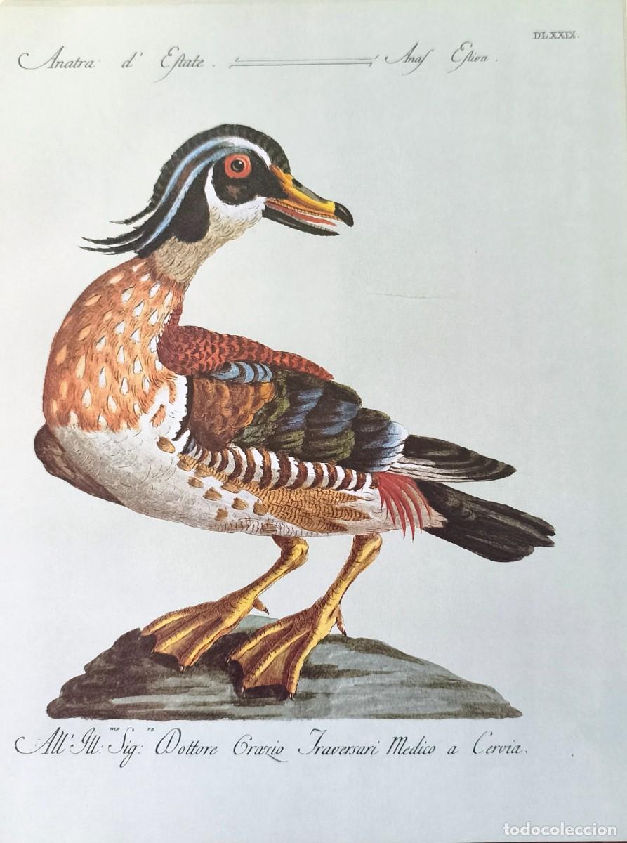 Arte: L&aacute;mina Aves Pato. L&aacute;minas p&aacute;jaros 28x21 cms.