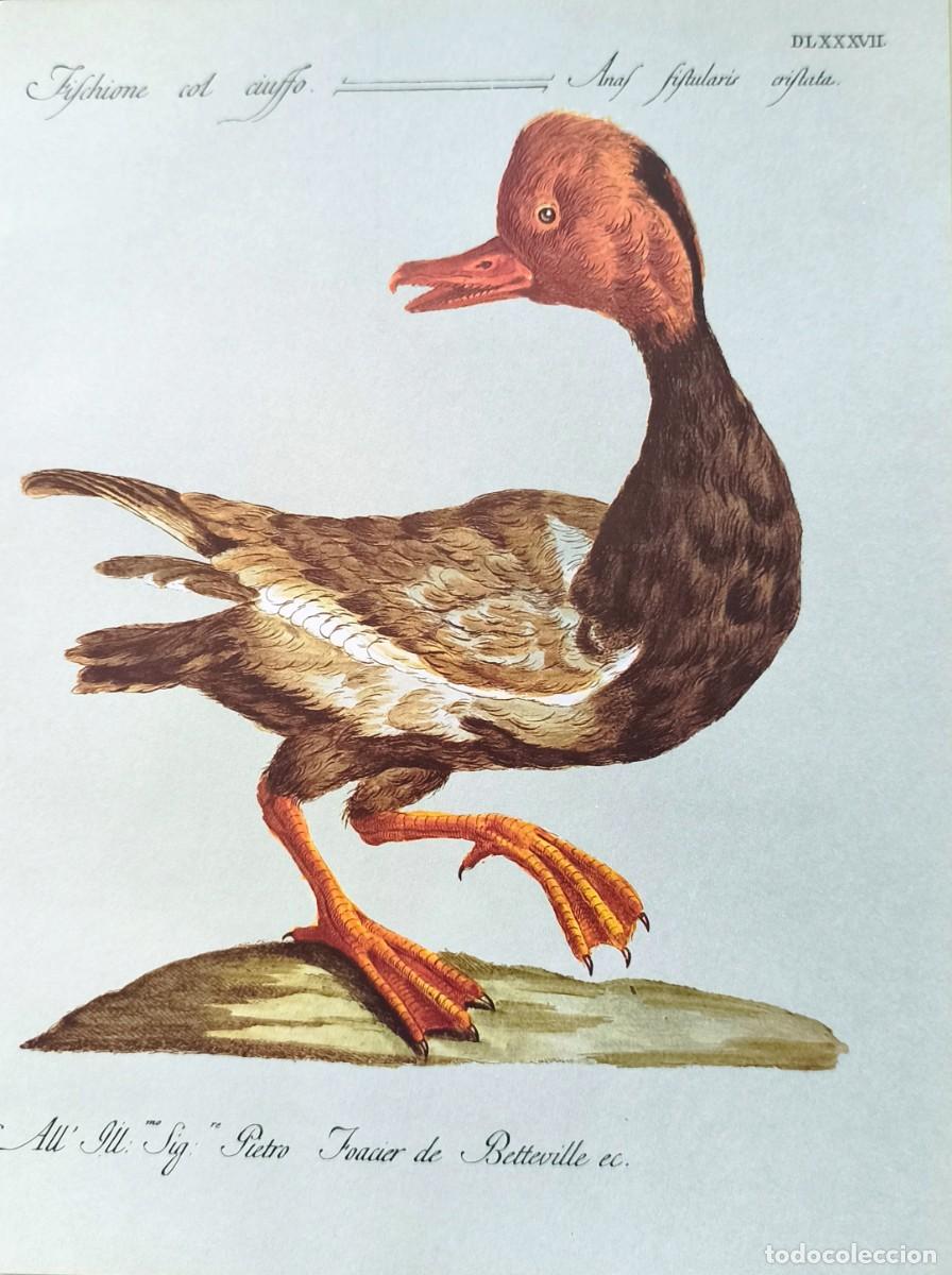 Arte: L&aacute;mina Aves Pato. L&aacute;minas p&aacute;jaros 28x21 cms.