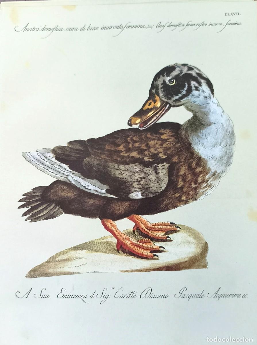 Art: L&aacute;mina Aves Pato. L&aacute;minas p&aacute;jaros 28x21 cms.