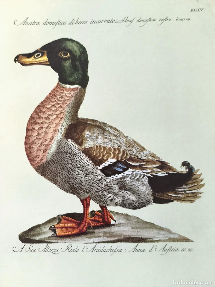 Arte: L&aacute;mina Aves Pato. L&aacute;minas p&aacute;jaros 28x21 cms.