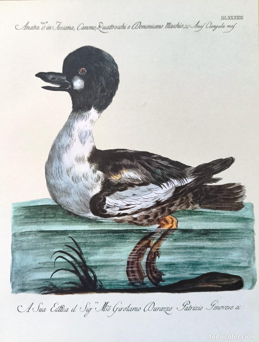 Art: L&aacute;mina Aves Pato. L&aacute;minas p&aacute;jaros 28x21 cms.