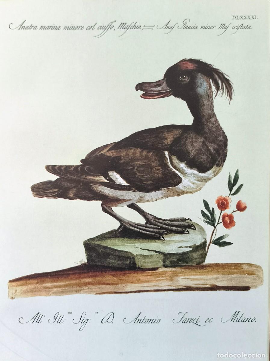 Arte: L&aacute;mina Aves Pato. L&aacute;minas p&aacute;jaros 28x21 cms.