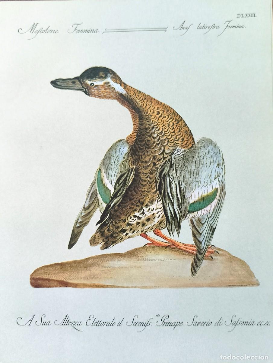 Arte: L&aacute;mina Aves Pato. L&aacute;minas p&aacute;jaros 28x21 cms.