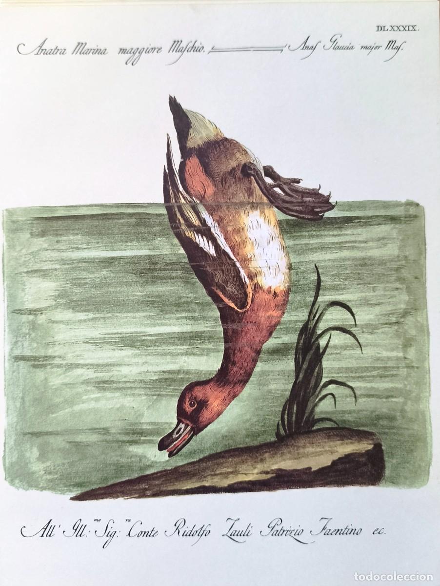 Arte: L&aacute;mina Aves Pato. L&aacute;minas p&aacute;jaros 28x21 cms.