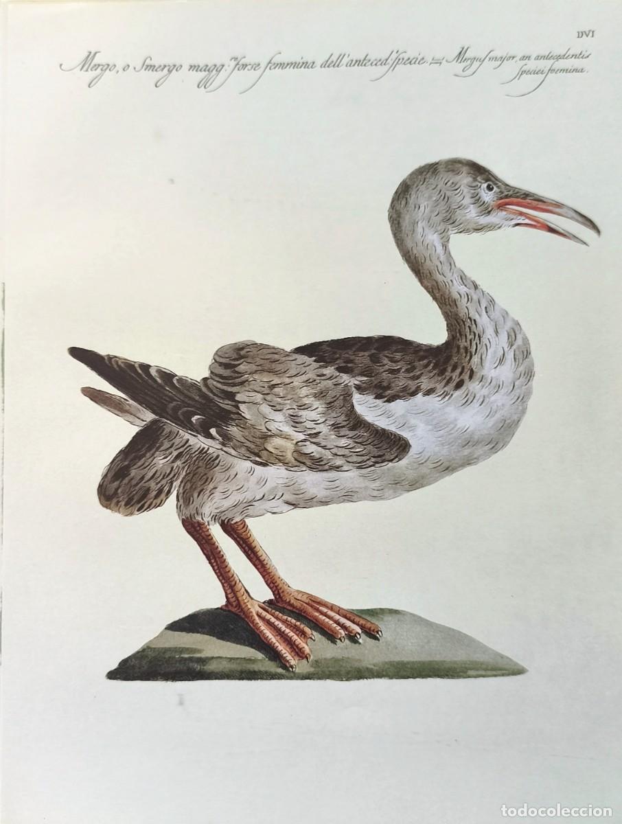 Art: L&aacute;mina Aves Pato. L&aacute;minas p&aacute;jaros 28x21 cms.