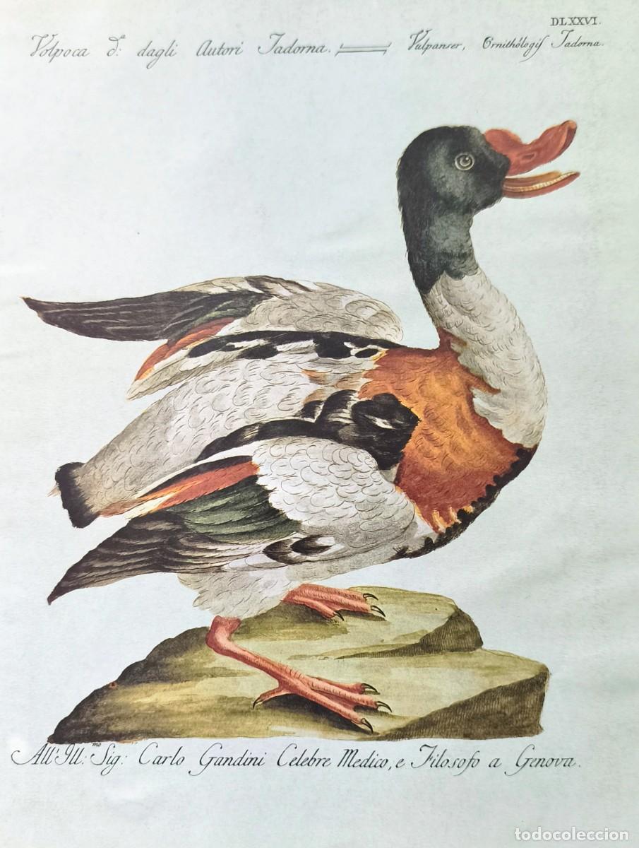 Arte: L&aacute;mina Aves Pato. L&aacute;minas p&aacute;jaros 28x21 cms.