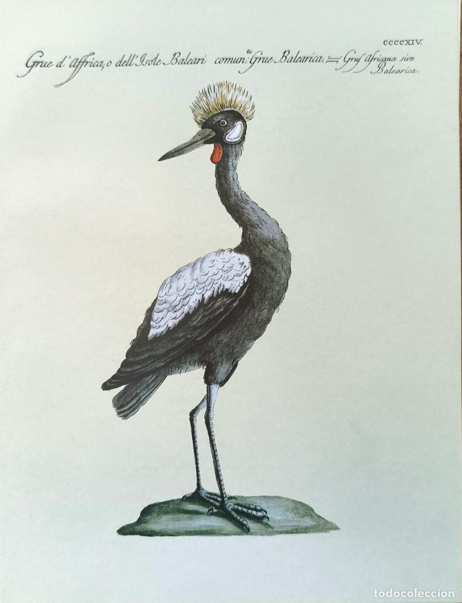 Arte: L&aacute;mina Aves Grulla. L&aacute;minas p&aacute;jaros 28x21 cms.