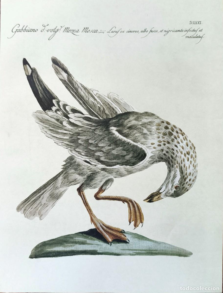 Kunst: L&aacute;mina Aves Gaviota. L&aacute;minas p&aacute;jaros 28x21 cms.