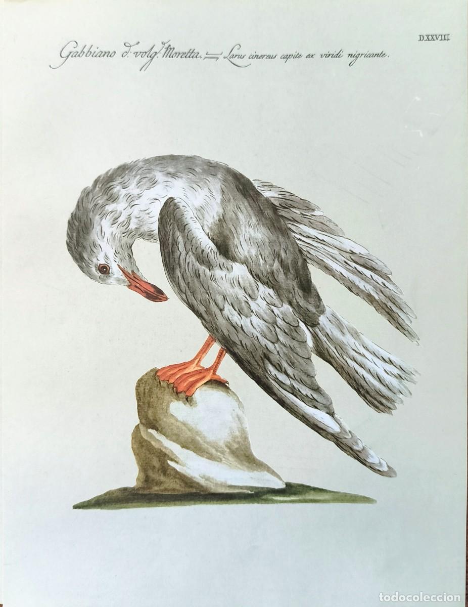 Kunst: L&aacute;mina Aves Gaviota. L&aacute;minas p&aacute;jaros 28x21 cms.