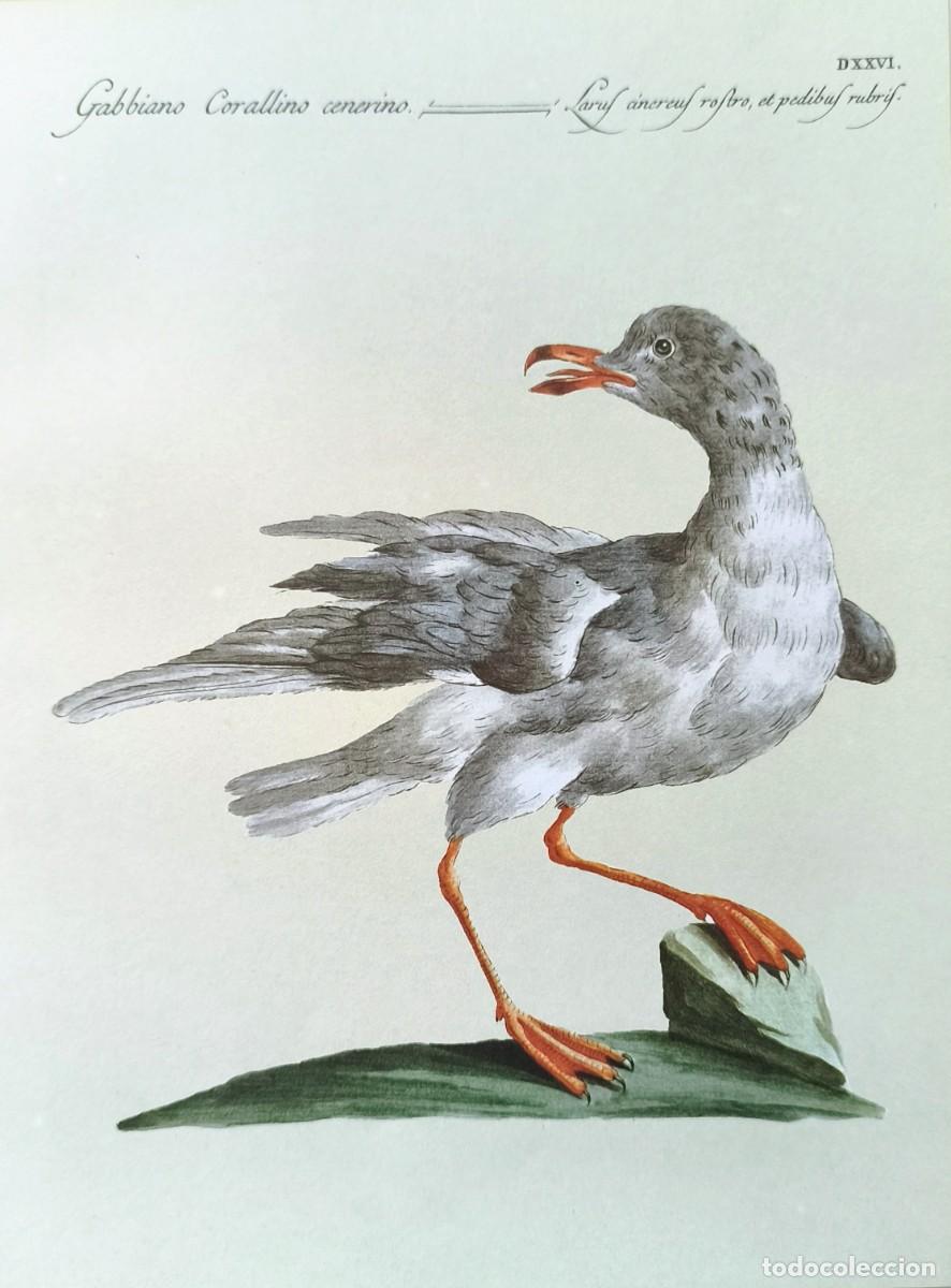 Arte: L&aacute;mina Aves Gaviota. L&aacute;minas p&aacute;jaros 28x21 cms.