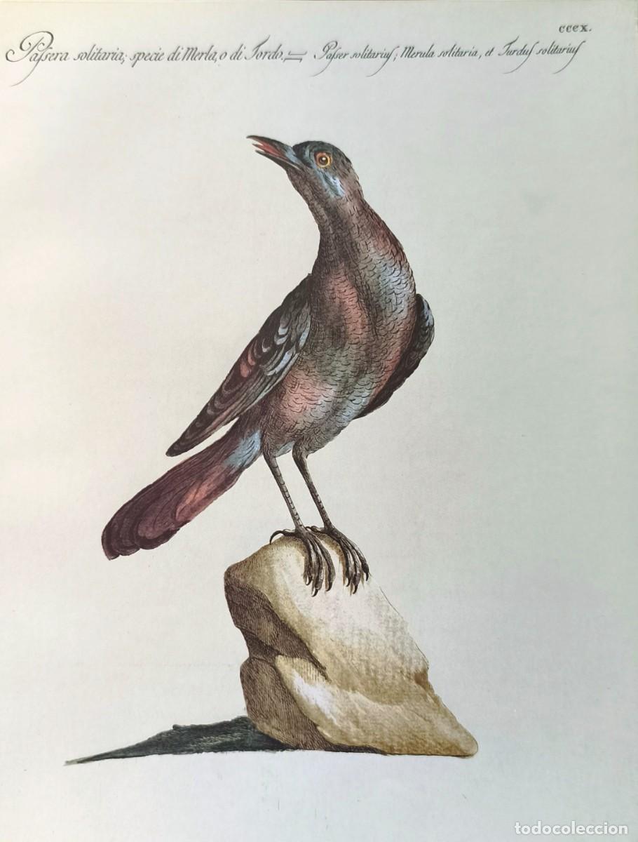 Arte: L&aacute;mina Aves Mirlo. L&aacute;minas p&aacute;jaros 28x21 cms.