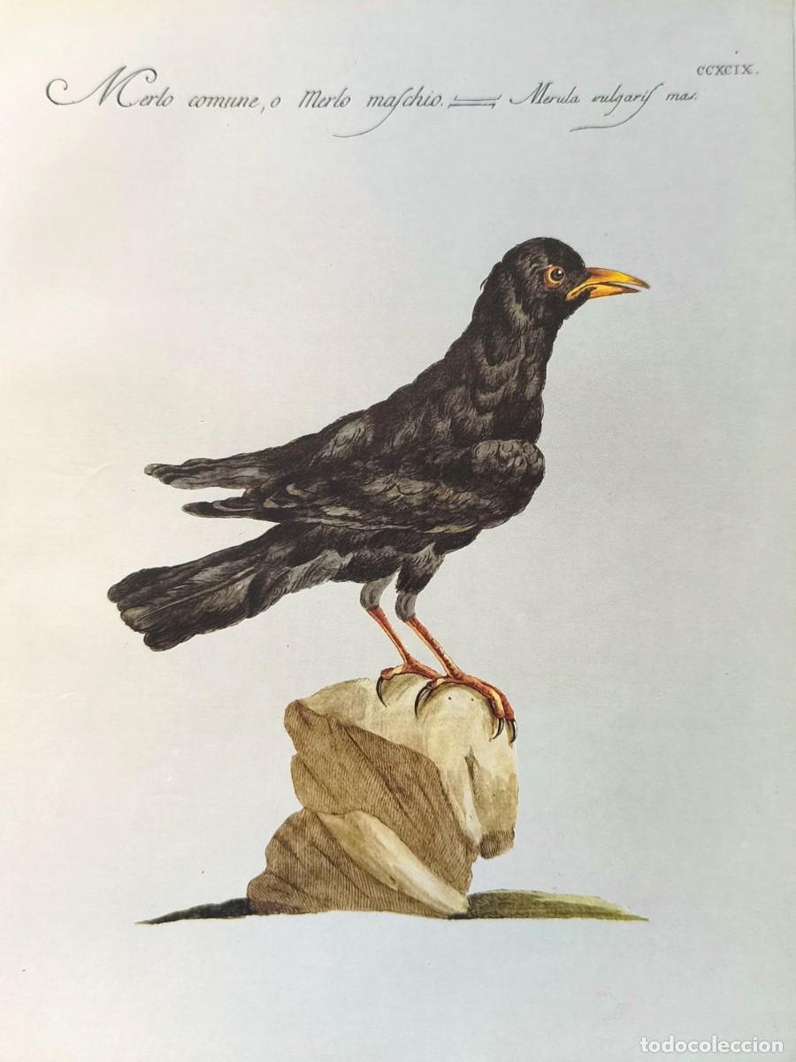 Arte: L&aacute;mina Aves Mirlo. L&aacute;minas p&aacute;jaros 28x21 cms.