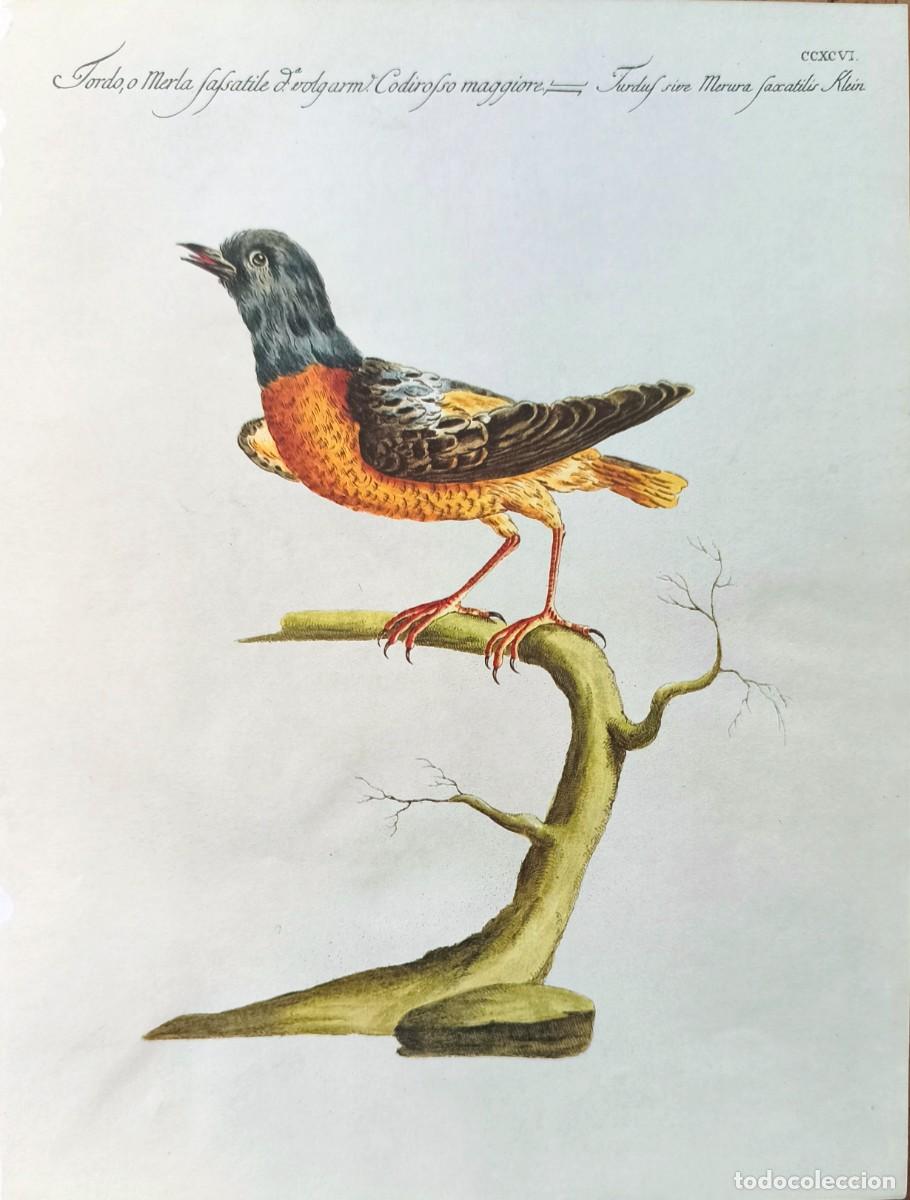 Arte: L&aacute;mina Aves Mirlo. L&aacute;minas p&aacute;jaros 28x21 cms.