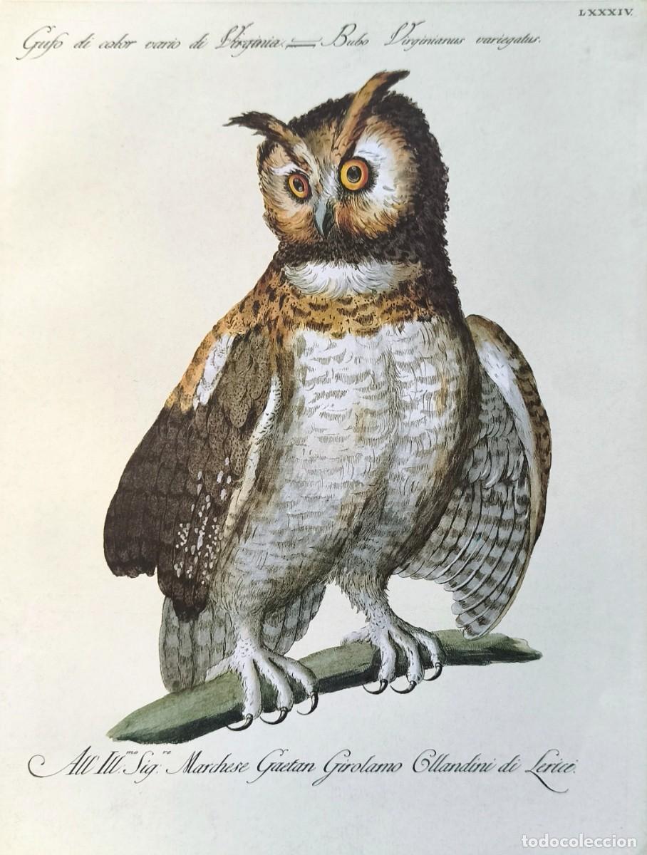 Art: L&aacute;mina Aves Buho. L&aacute;minas p&aacute;jaros 28x21 cms.