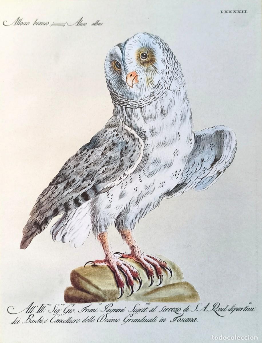 Arte: L&aacute;mina Aves Buho. L&aacute;minas p&aacute;jaros 28x21 cms.