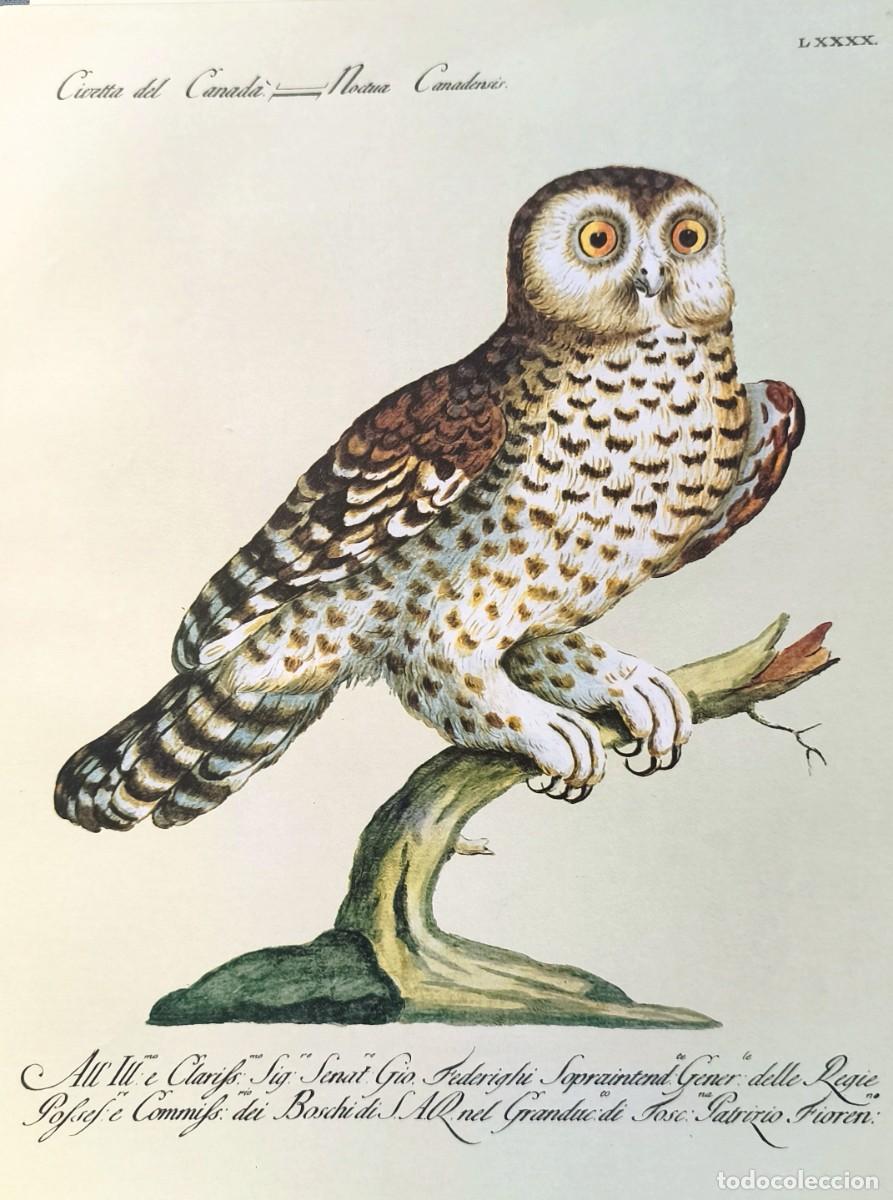 Art: L&aacute;mina Aves Buho. L&aacute;minas p&aacute;jaros 28x21 cms.