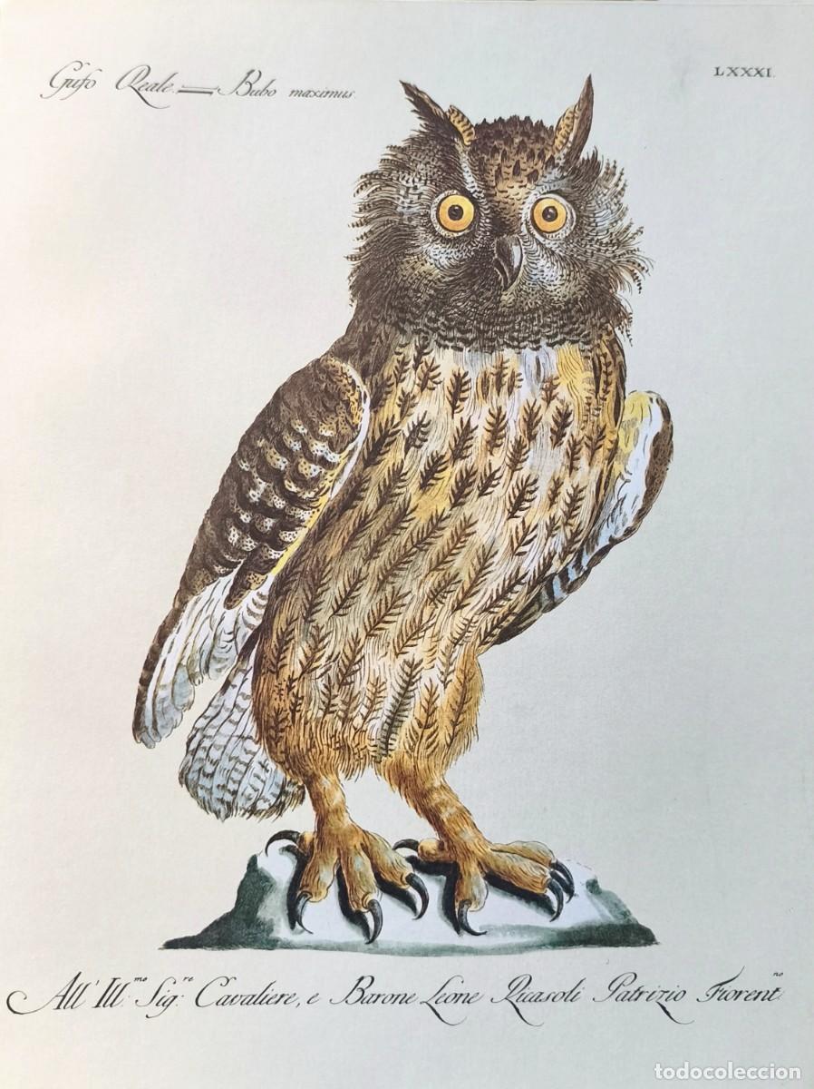 Art: L&aacute;mina Aves Buho. L&aacute;minas p&aacute;jaros 28x21 cms.