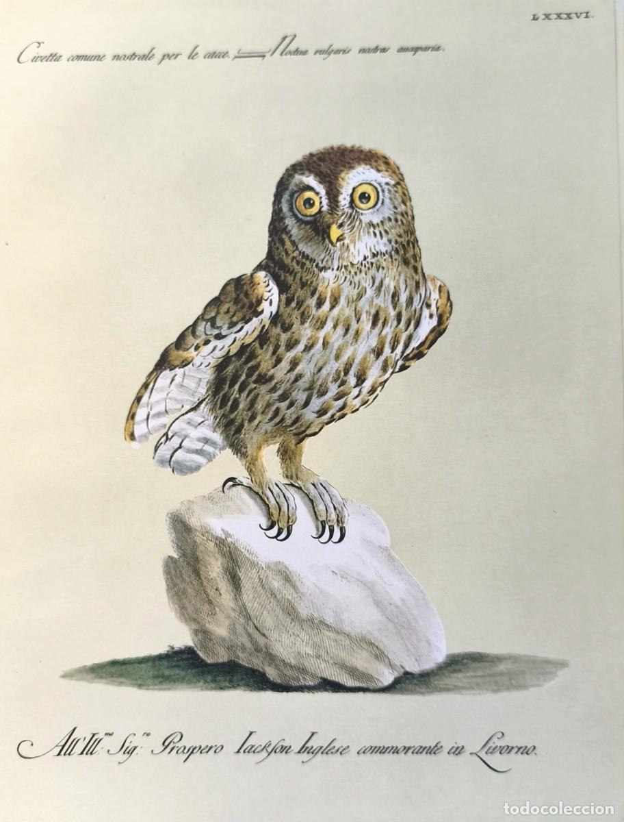 Art: L&aacute;mina Aves Buho. L&aacute;minas p&aacute;jaros 28x21 cms.