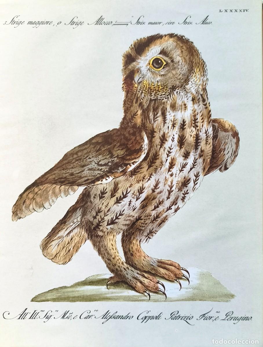 Art: L&aacute;mina Aves Buho. L&aacute;minas p&aacute;jaros 28x21 cms.