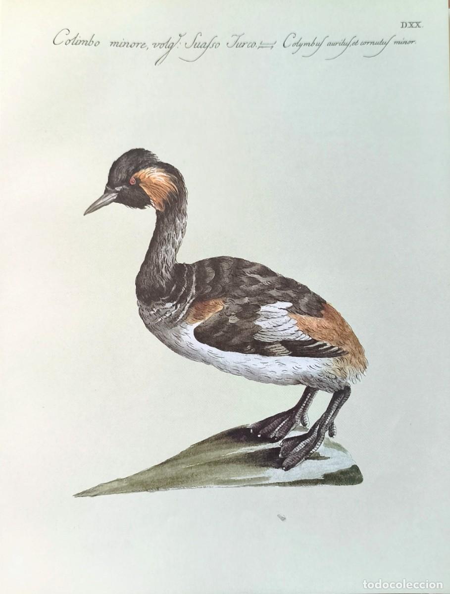 Arte: L&aacute;mina Aves Colimbo. L&aacute;minas p&aacute;jaros 28x21 cms.
