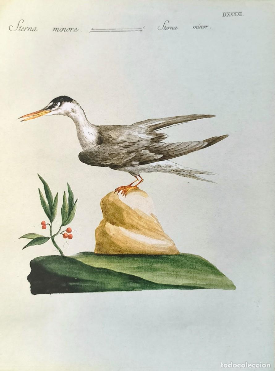Arte: L&aacute;mina Aves Charr&aacute;n. L&aacute;minas p&aacute;jaros 28x21 cms.