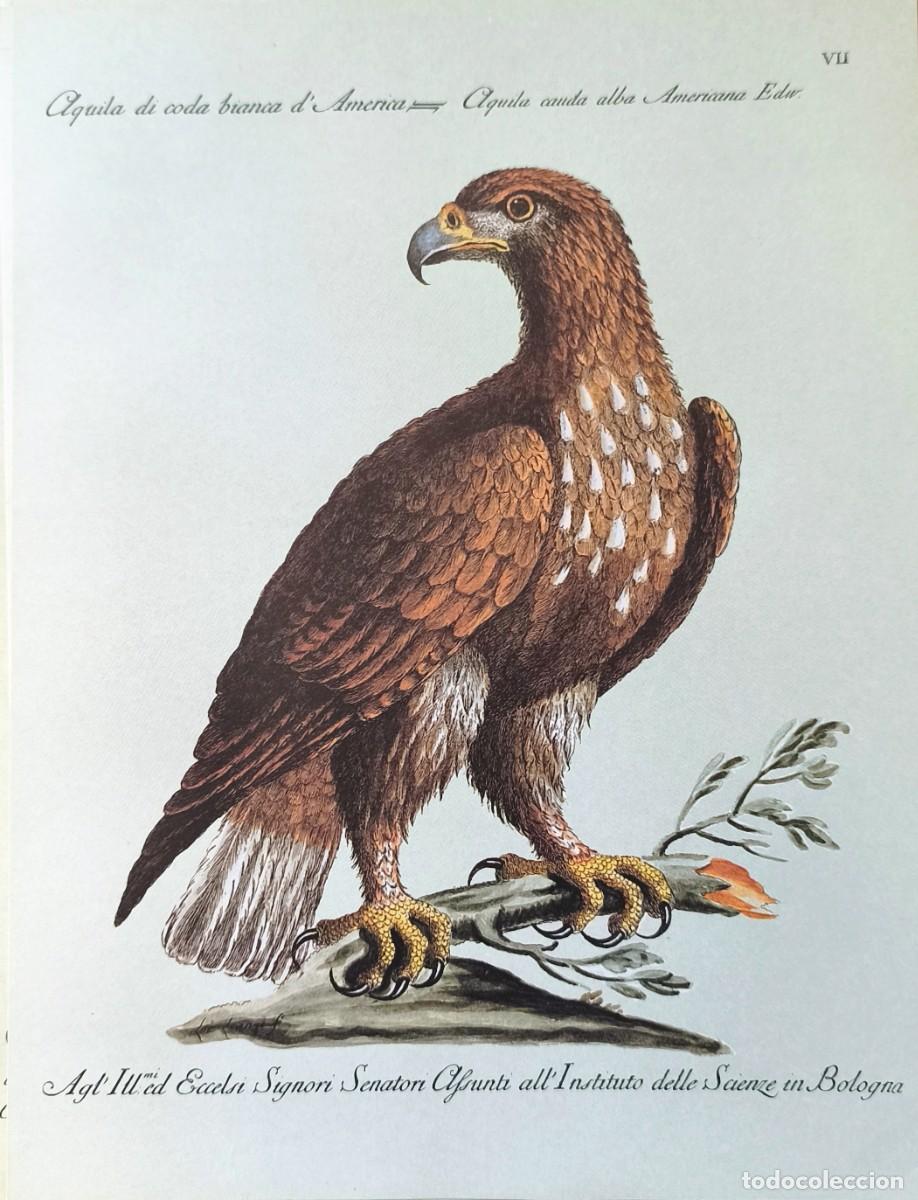 Arte: L&aacute;mina Aves Aguila. L&aacute;minas p&aacute;jaros 28x21 cms.