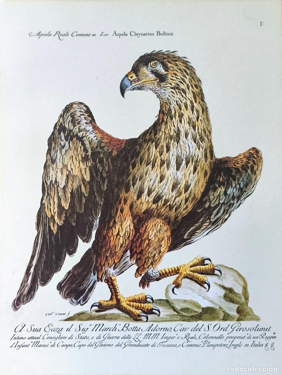 Arte: L&aacute;mina Aves Aguila. L&aacute;minas p&aacute;jaros 28x21 cms.