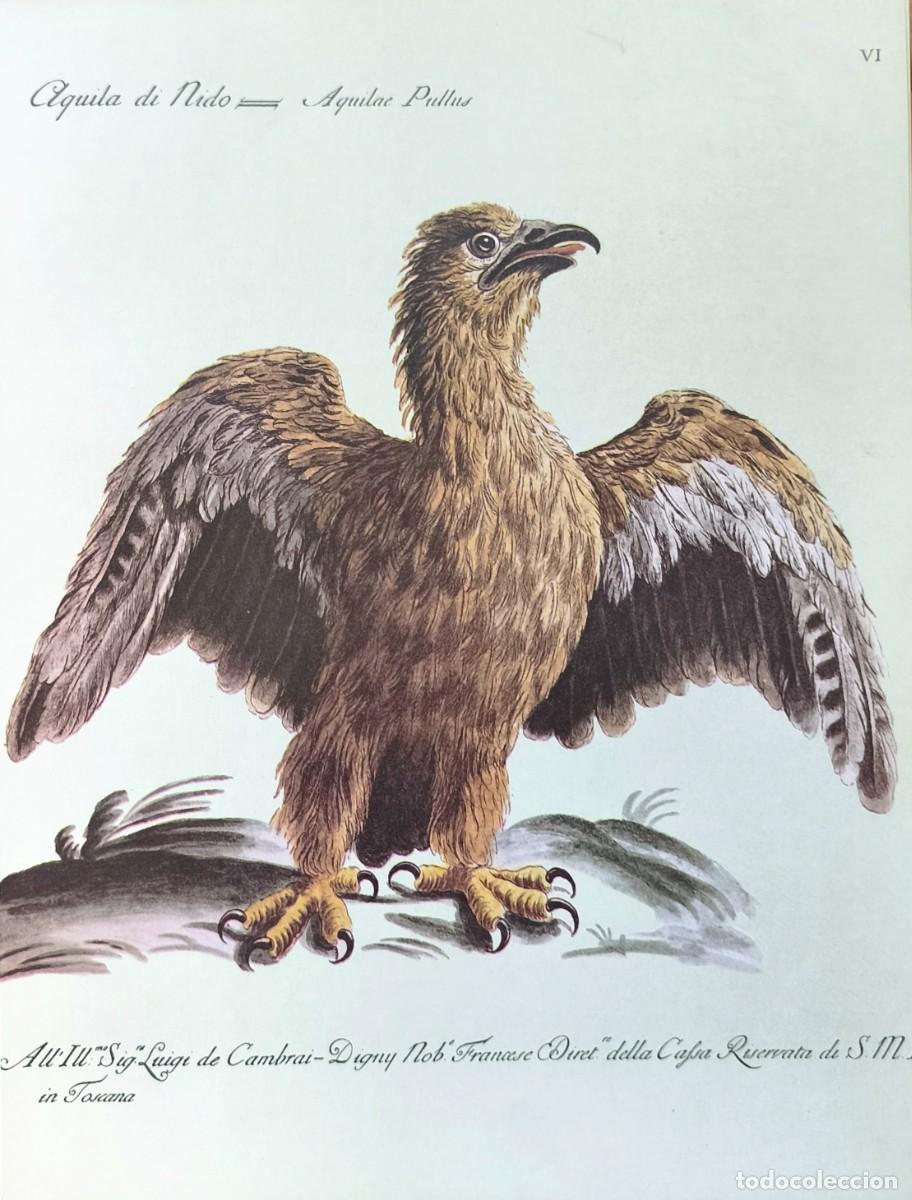 Arte: L&aacute;mina Aves Aguila. L&aacute;minas p&aacute;jaros 28x21 cms.