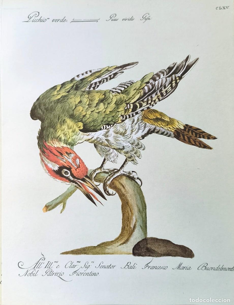 Arte: L&aacute;mina Aves Pito real. L&aacute;minas p&aacute;jaros 28x21 cms.
