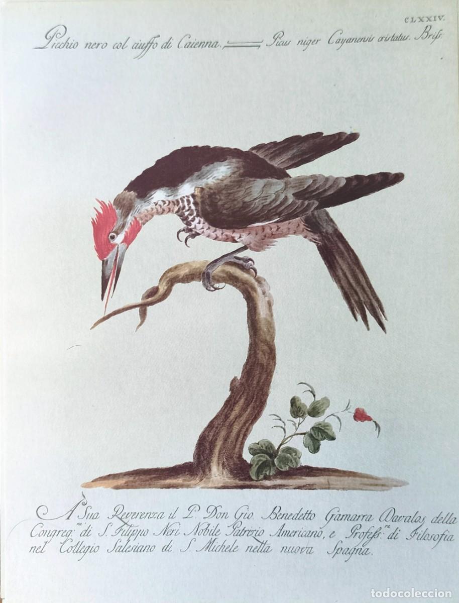 Arte: L&aacute;mina Aves Pito negro. L&aacute;minas p&aacute;jaros 28x21 cms.