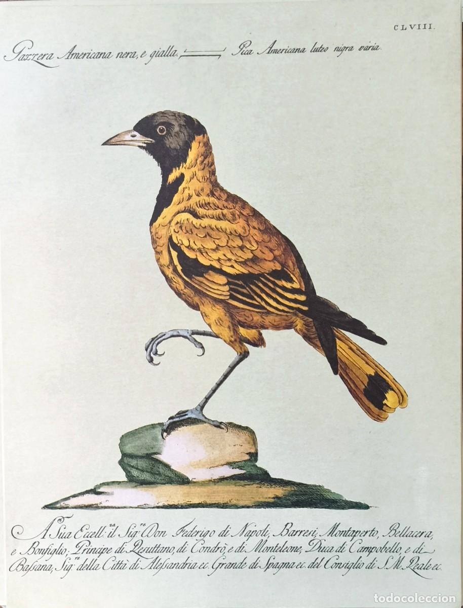 Kunst: L&aacute;mina Aves Urraca (Pica americana). L&aacute;minas p&aacute;jaros 28x21 cms.