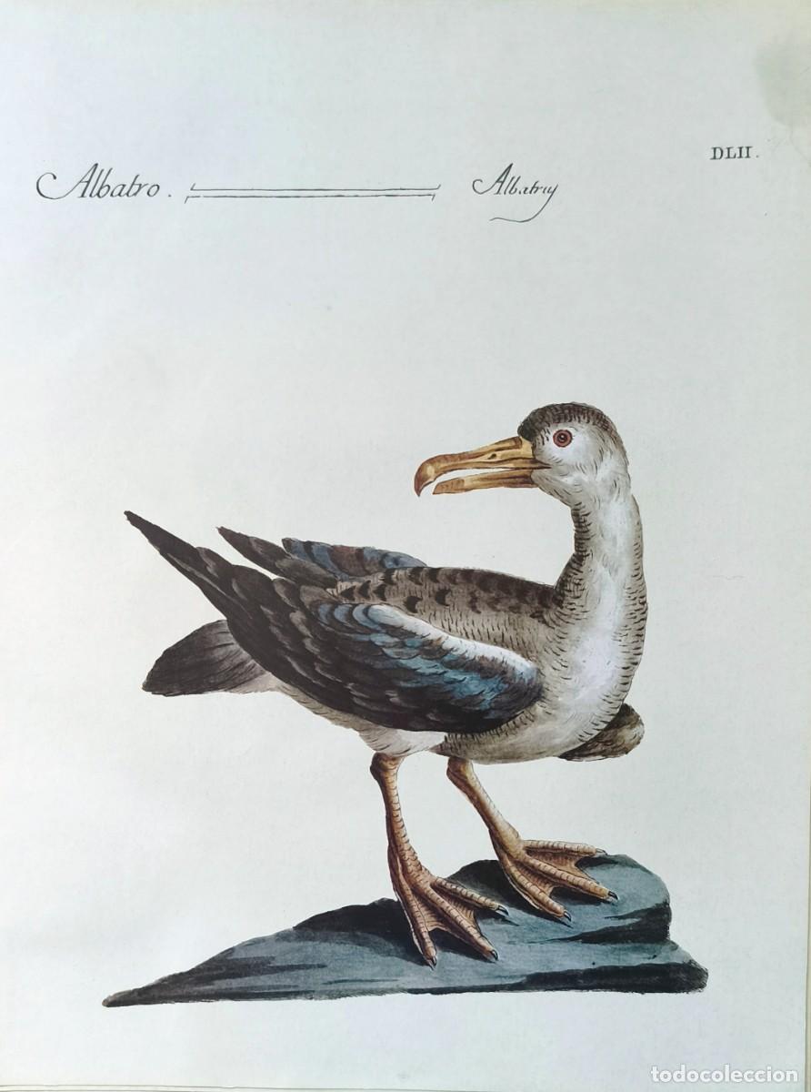 Kunst: L&aacute;mina Aves Albatros. L&aacute;minas p&aacute;jaros 28x21 cms.