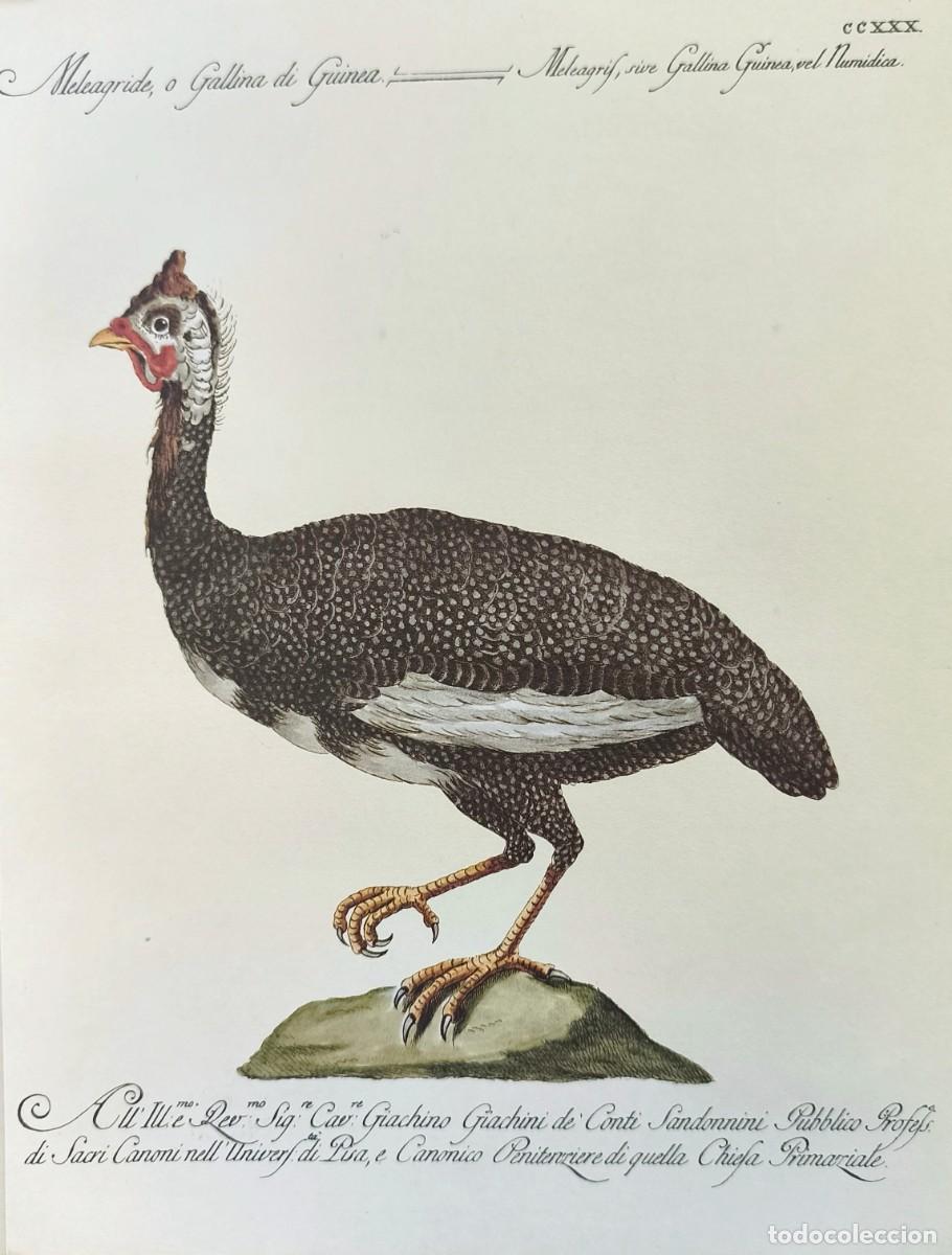 Arte: L&aacute;mina Aves Gallina de Guinea. L&aacute;minas p&aacute;jaros 28x21 cms.