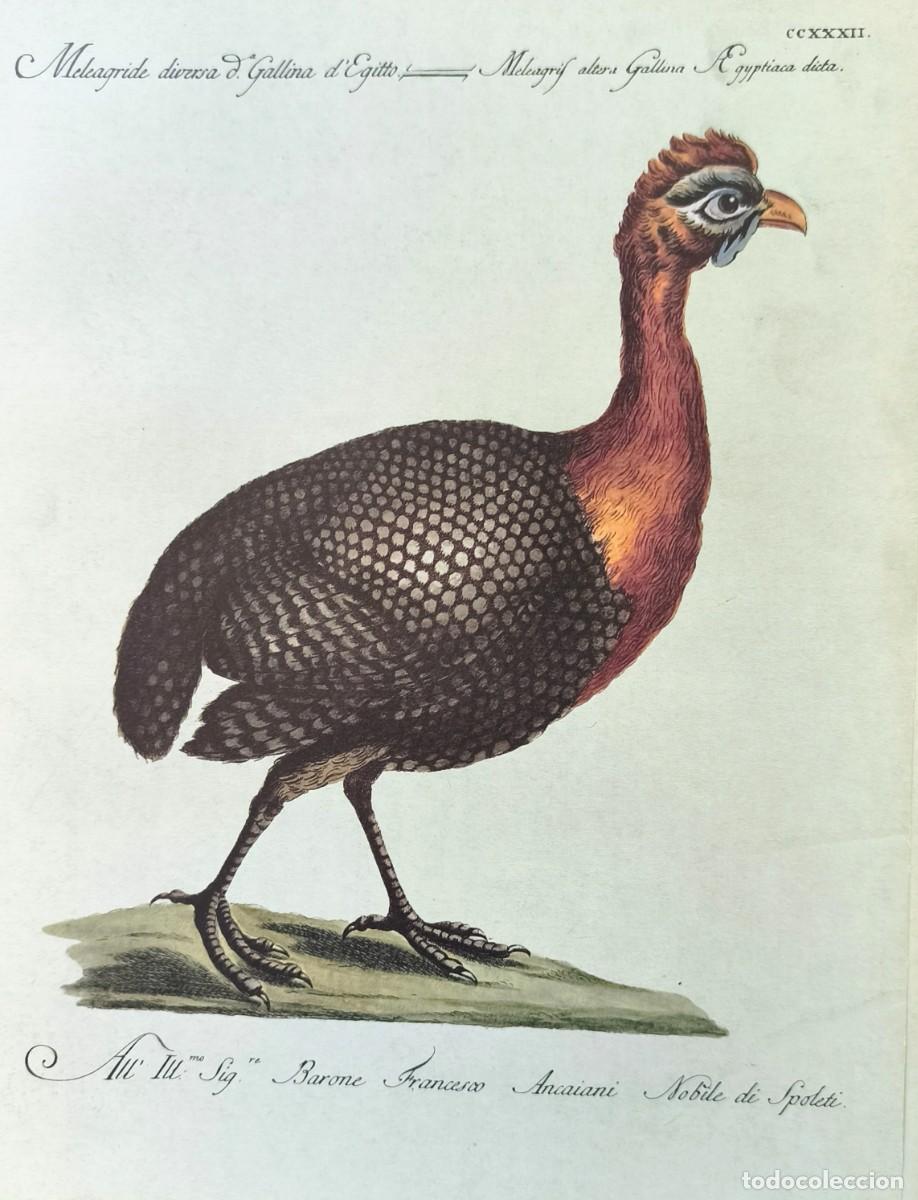 Arte: L&aacute;mina Aves Pavo. L&aacute;minas p&aacute;jaros 28x21 cms.
