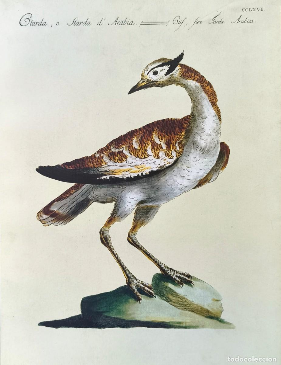 Arte: L&aacute;mina Aves Avutarda. L&aacute;minas p&aacute;jaros 28x21 cms.