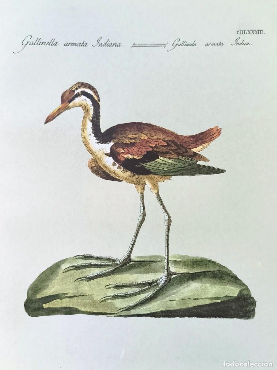 Arte: L&aacute;mina Aves Gallineta. L&aacute;minas p&aacute;jaros 28x21 cms.