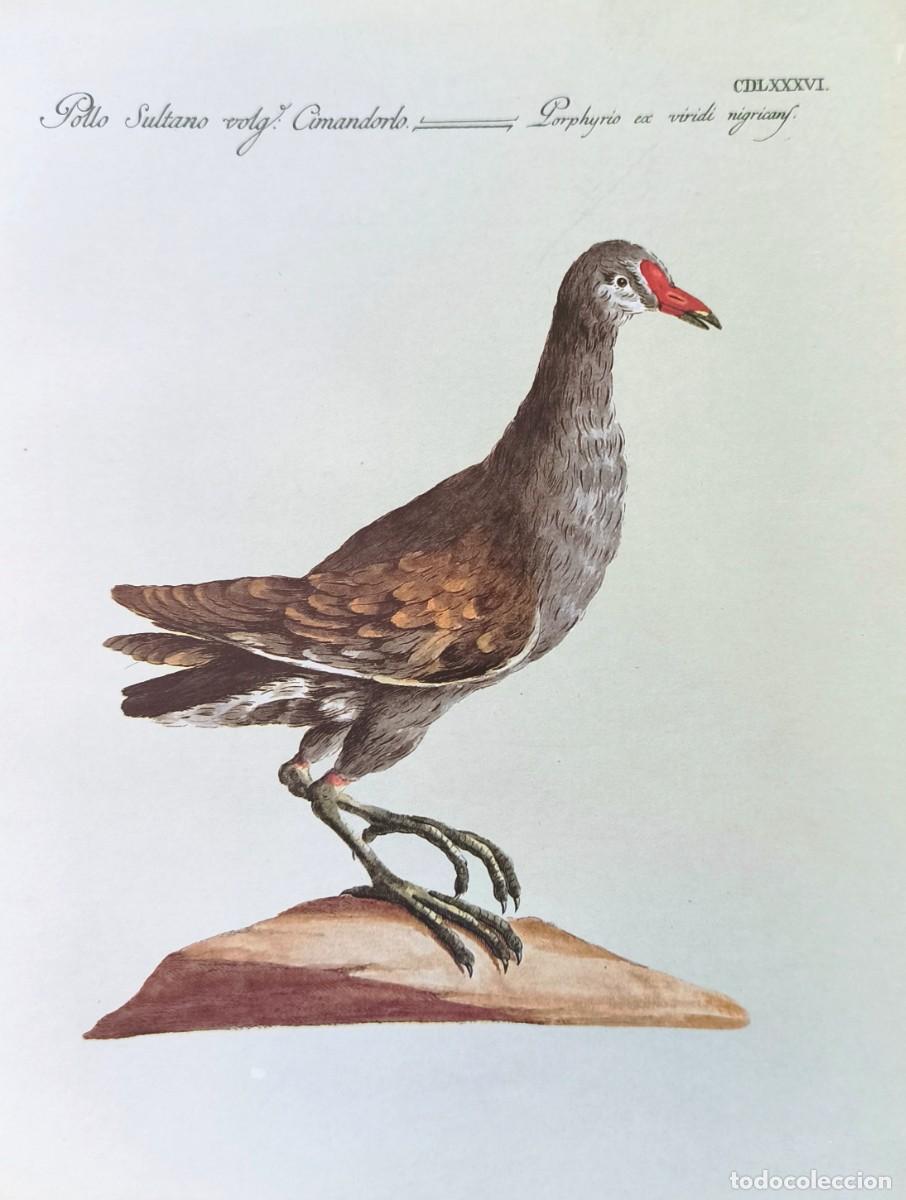 Arte: L&aacute;mina Aves Calam&oacute;n. L&aacute;minas p&aacute;jaros 28x21 cms.