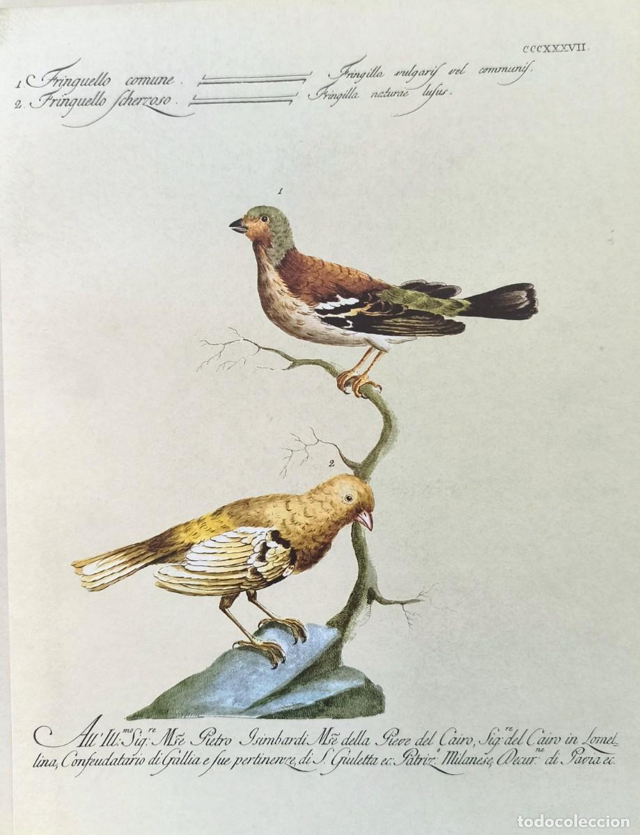 Arte: L&aacute;mina Aves Pinz&oacute;n. L&aacute;minas p&aacute;jaros 28x21 cms.