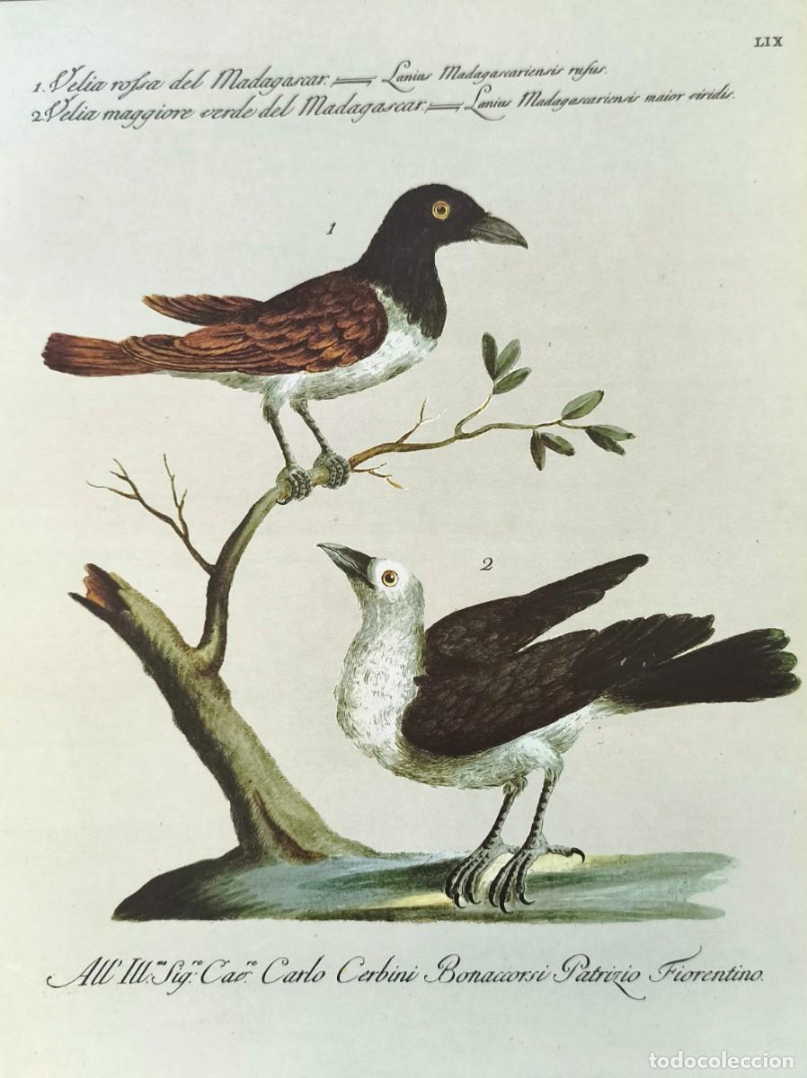 Arte: L&aacute;mina Aves Alcaud&oacute;n. L&aacute;minas p&aacute;jaros 28x21 cms.