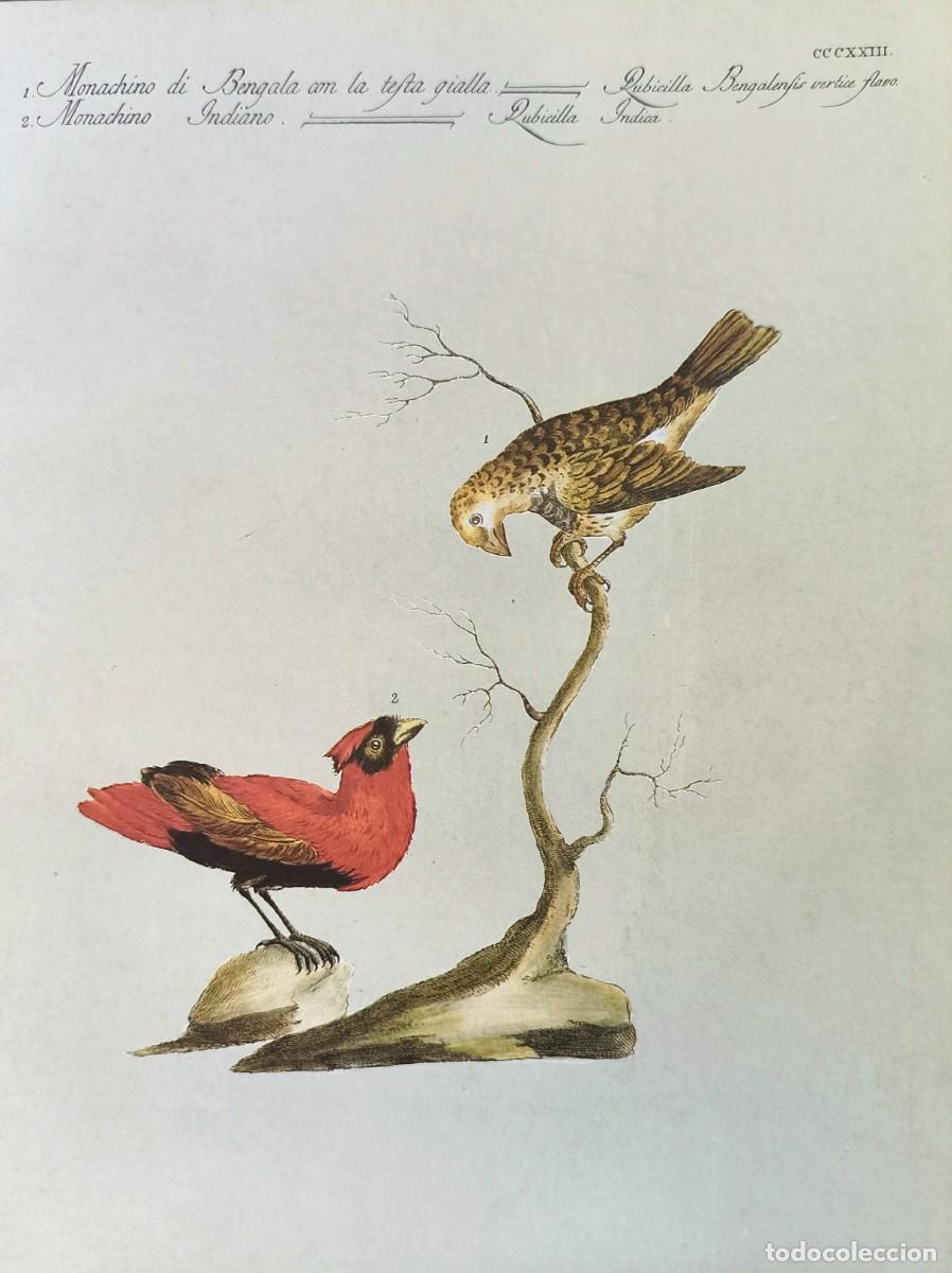 Arte: L&aacute;mina Aves Camachuelo. L&aacute;minas p&aacute;jaros 28x21 cms.