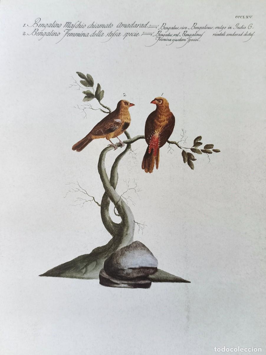 Arte: L&aacute;mina Aves Bengal&iacute;. L&aacute;minas p&aacute;jaros 28x21 cms.