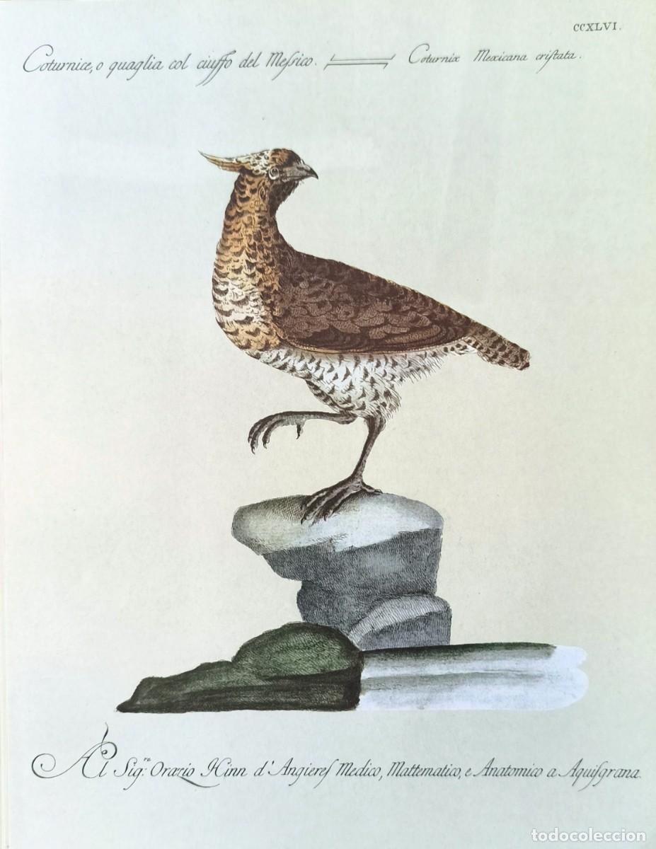 Arte: L&aacute;mina Aves Codorniz. L&aacute;minas p&aacute;jaros 28x21 cms.