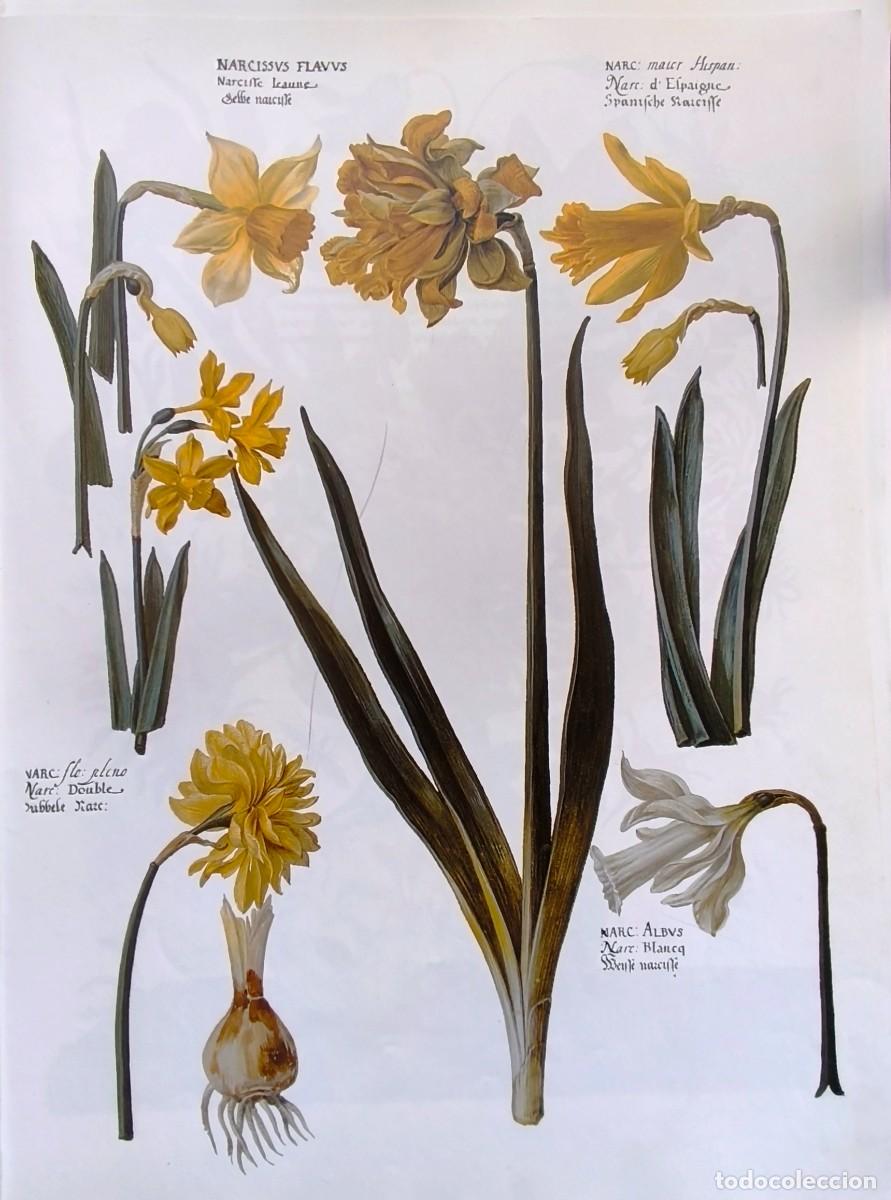 Arte: LAMINA DE BOTANICA NARCISOS. LAMINAS Plantas 38x28 cms.