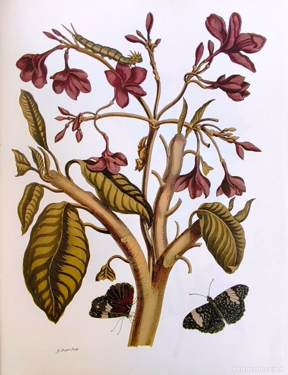 Arte: LAMINA DE BOTANICA JAZMIN ROJO. LAMINAS PLANTAS 38x28 cms.