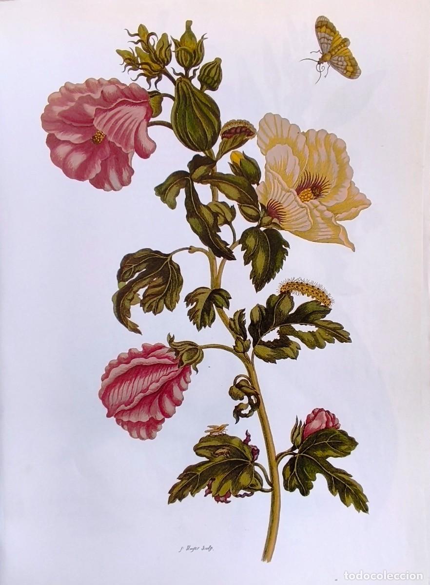 Arte: LAMINA DE BOTANICA ACEDERA. LAMINAS PLANTAS 38x28 cms.