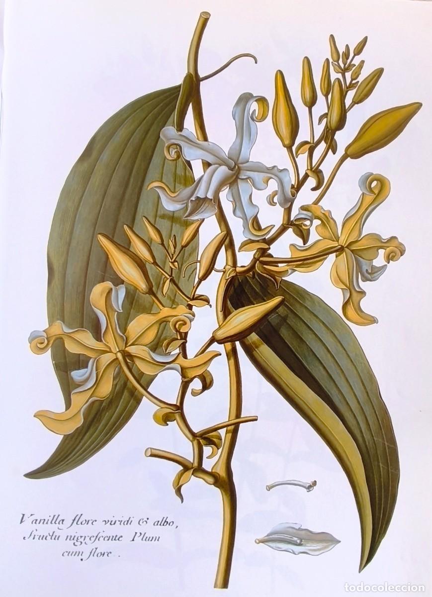 Arte: LAMINA DE BOTANICA VAINILLA. LAMINAS PLANTAS 38x28 cms.